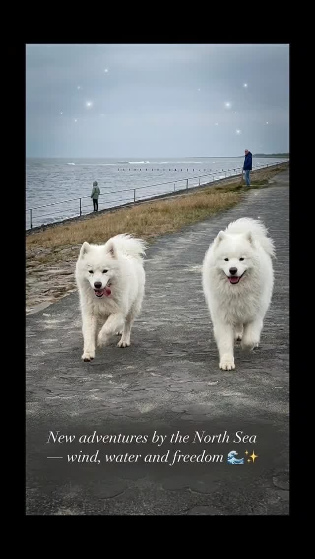 Annie & Coco laufen am Nordsee-Deich