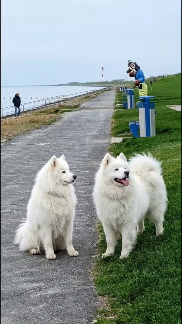 Annie & Coco sitzen auf einem Watt-Weg