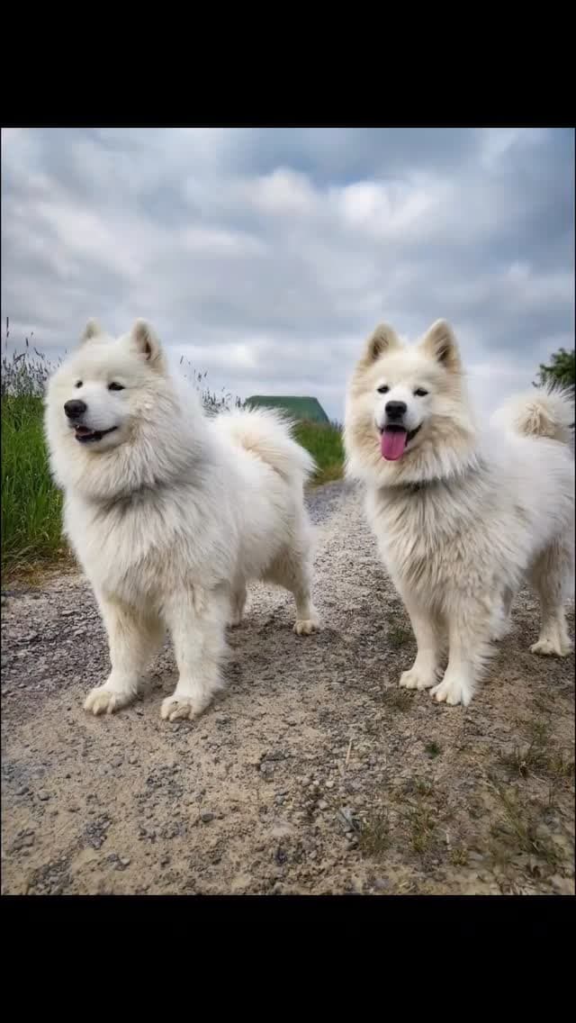 Annie & Coco unter dramatischen Wolken