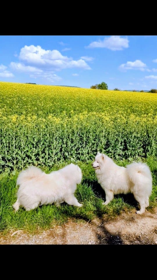 Annie & Coco im Rapsfeld stehen sich gegenüber