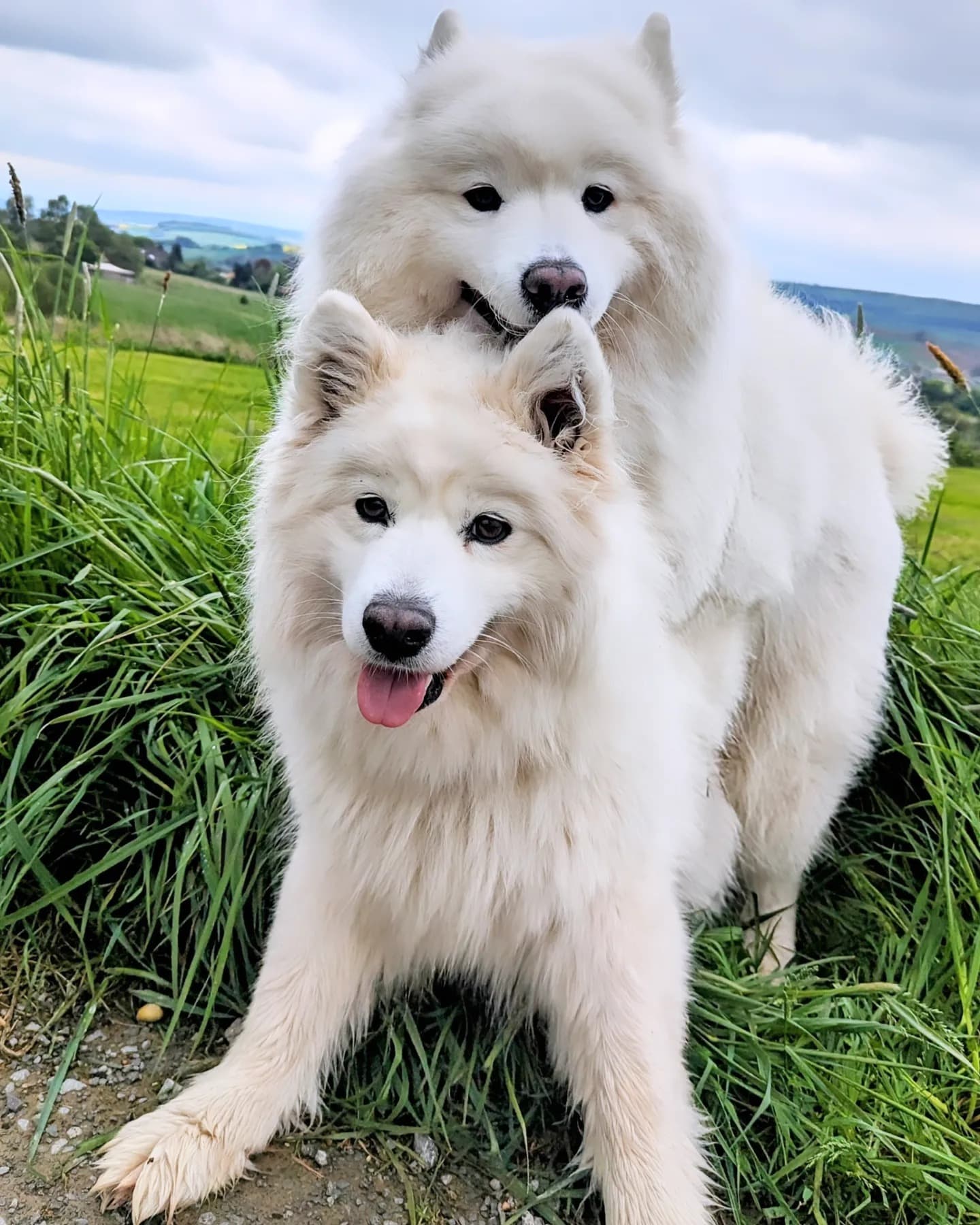Annie und Coco, zwei Samojeden, kuscheln in einer Naturlandschaft